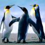 penguins.jpg